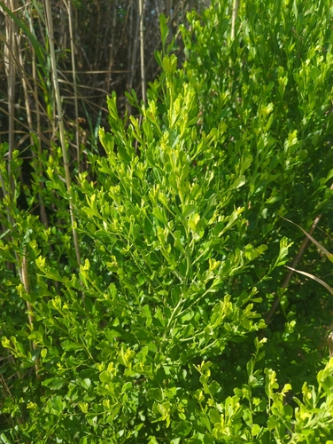 Baccharis glomeruliflora, photograph 4