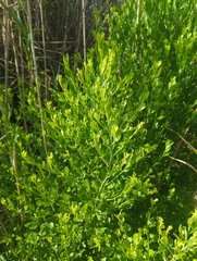 Baccharis glomeruliflora, photograph (c) Tom Field, some rights reserved (CC BY)