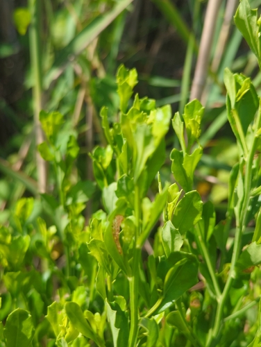 Baccharis glomeruliflora, photograph 5