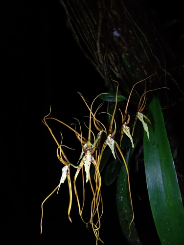 Brassia arcuigera, photograph 4
