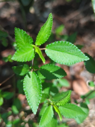Corchorus siliquosus, photograph 2