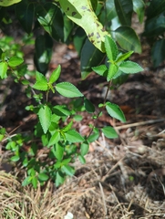 Corchorus siliquosus, photograph (c) Tom Field, some rights reserved (CC BY)