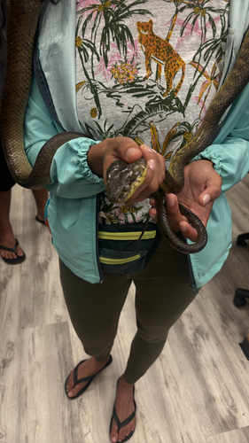 Boiga irregularis observed 2026-07-16