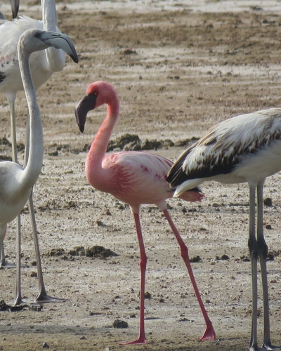 iNaturalist image