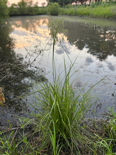iNaturalist observation photo of woolgrass