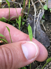 Leavenworthia exigua