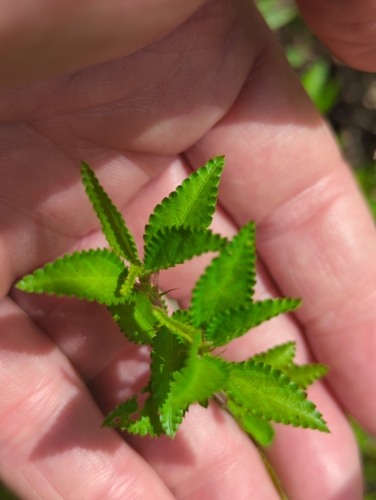 Corchorus siliquosus, photograph 1