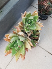 Aloe brevifolia