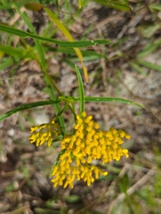 (c) Tom Field, some rights reserved (CC BY) Flaveria linearis, photograph (c) Tom Field, some rights reserved (CC BY)