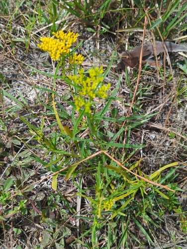 Flaveria linearis, photograph 4