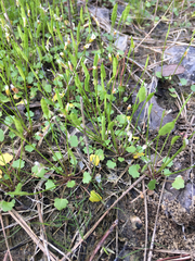 Leavenworthia exigua