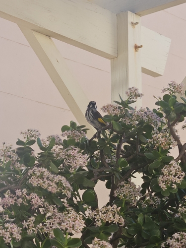 New Holland Honeyeater