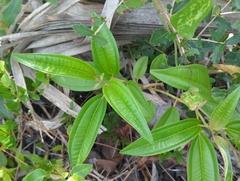 Miconia bicolor, photograph (c) Tom Field, some rights reserved (CC BY)