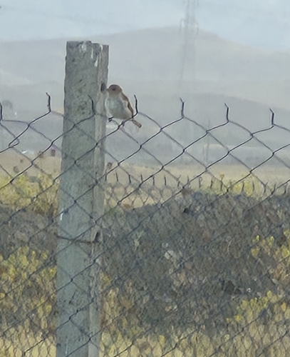 House Sparrow