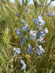 Delphinium gypsophilum