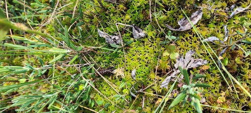 Flat-top Bogmoss