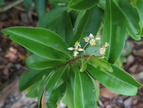 Ardisia escallonioides, photograph 6