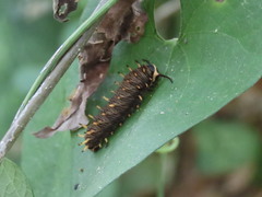 Battus polydamas