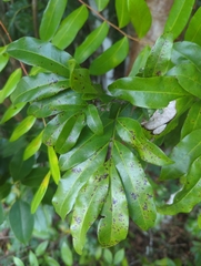 Exothea paniculata, photograph (c) Tom Field, some rights reserved (CC BY)