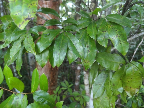 Exothea paniculata, photograph 6