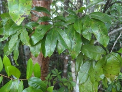 Exothea paniculata, photograph (c) Tom Field, some rights reserved (CC BY)