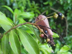 (c) Tom Field, some rights reserved (CC BY) Ardisia escallonioides, photograph (c) Tom Field, some rights reserved (CC BY)