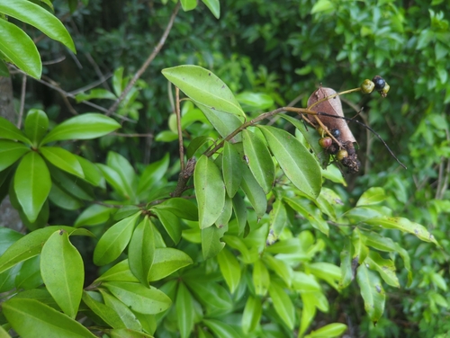 Ardisia escallonioides, photograph 4