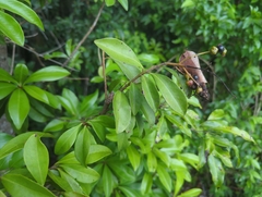(c) Tom Field, some rights reserved (CC BY) Ardisia escallonioides, photograph (c) Tom Field, some rights reserved (CC BY)