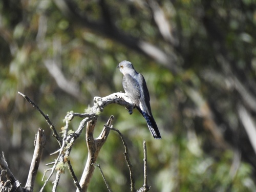 Fan-tailed Cuckoo
