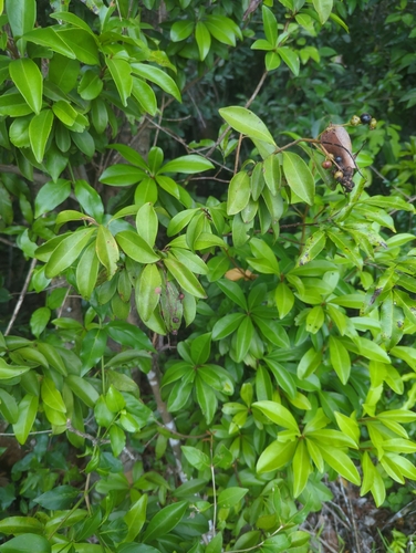 Ardisia escallonioides, photograph 5