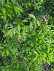 (c) Tom Field, some rights reserved (CC BY) Ardisia escallonioides, photograph (c) Tom Field, some rights reserved (CC BY)