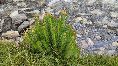 Rhodiola semenovii, photograph 3