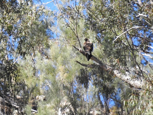Mainland Wedge-tailed Eagle