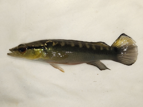 Ringtail pike cichlid (Crenicichla saxatilis) — Cichlidae — 5