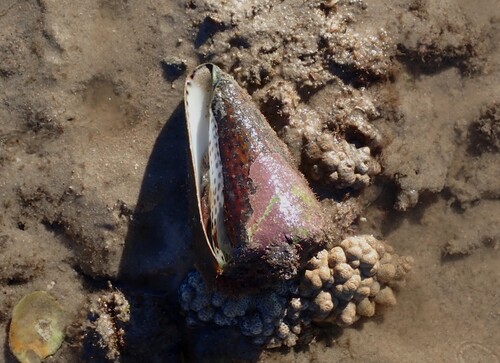 Conus litteratus observed 2026-07-14