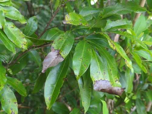 Exothea paniculata, photograph 4