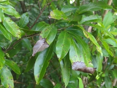Exothea paniculata, photograph (c) Tom Field, some rights reserved (CC BY)