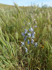 Delphinium gypsophilum