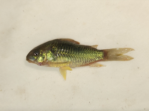 Corydoras aeneus observed 2026-07-04