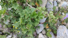 Ribes meyeri