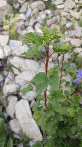 Ribes meyeri, photograph 1