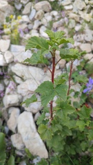 Ribes meyeri, photograph Svyatoslav Knyazev, CC BY, iNaturalist via GBIF