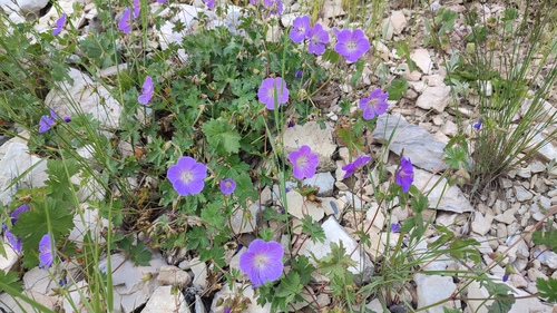 Geranium saxatile, photograph 6
