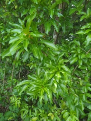 Exothea paniculata, photograph (c) Tom Field, some rights reserved (CC BY)