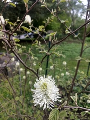 Fothergilla ×intermedia