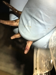 Batrachochytrium dendrobatidis