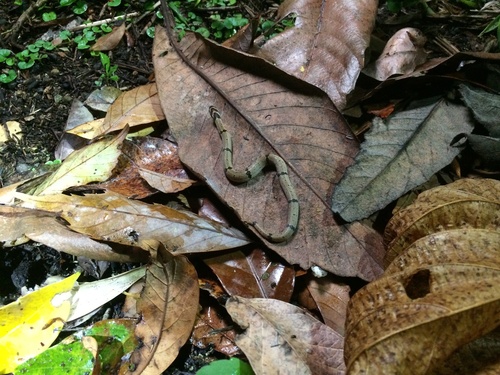 Ornate Kukri Snake, Oligodon ornatus