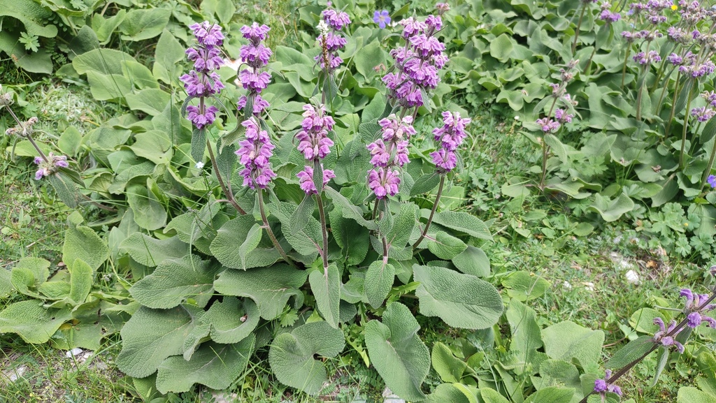 Phlomoides oreophila; photograph (c) Svyatoslav Knyazev, some rights reserved (CC BY)