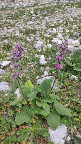Phlomoides oreophila, photograph 3