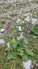(c) Svyatoslav Knyazev, some rights reserved (CC BY) Phlomoides oreophila, photograph (c) Svyatoslav Knyazev, some rights reserved (CC BY)